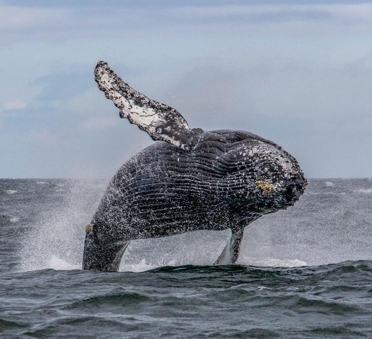 Humpback Whale